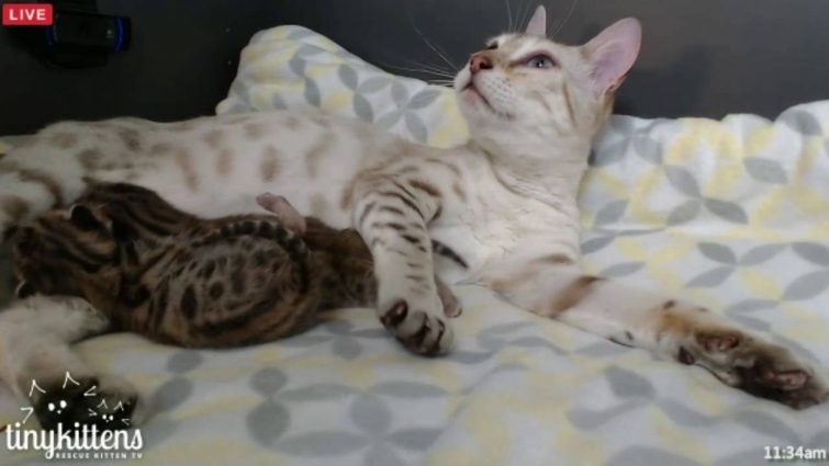 Tiny Kittens Back from vet didn't see bubbles on XRays both tracheas have little bend