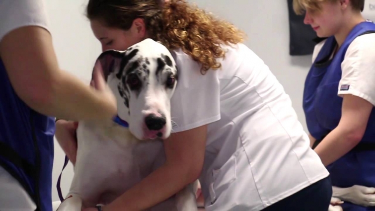 CARE Veterinary Center: 30 second TV Ad