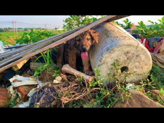 Afraid Puppy Lost Mom Hide Under Board Waits Someone To Rescue Him