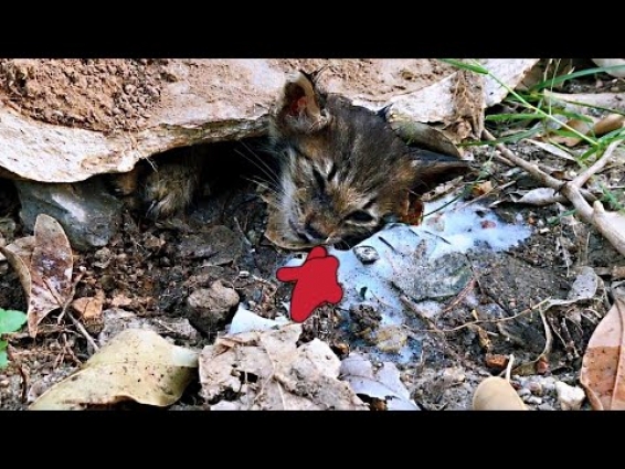 Rescue abandoned kitten starving for days | Rescue cat with vomiting, take it veterinary hospital