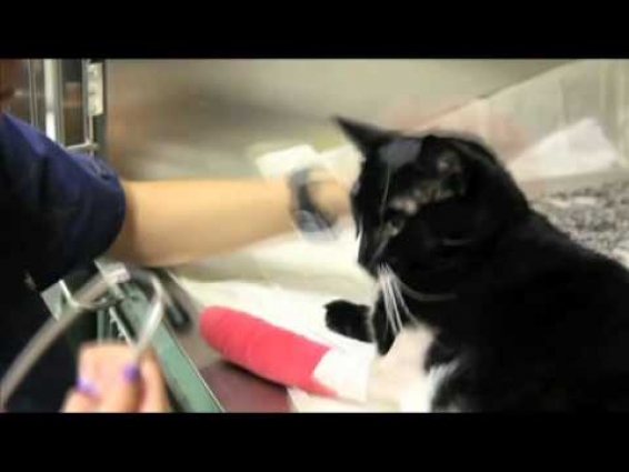 24 Hour Emergency Veterinarians & Specialists at Work