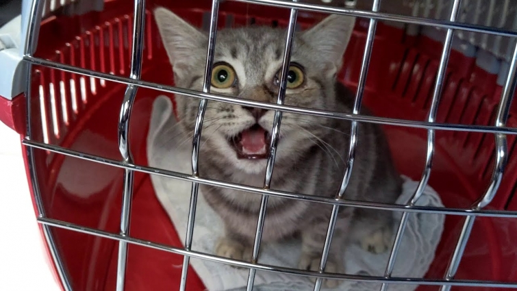 Kitten's First Vet Visit | 4K