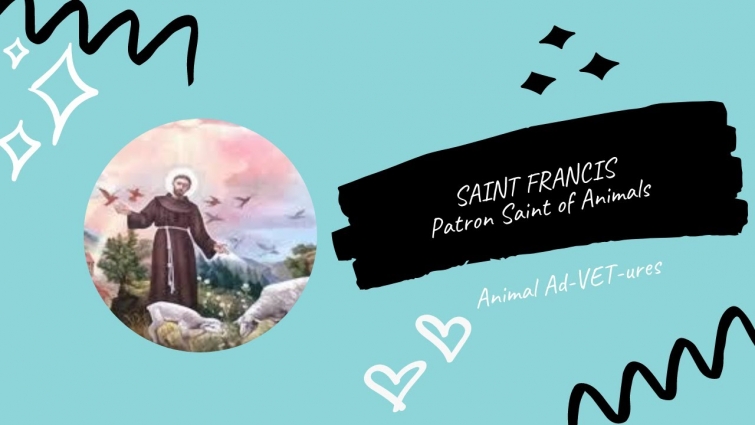 Saint Francis| Patron saint of animals|animal ad-VET-ures
