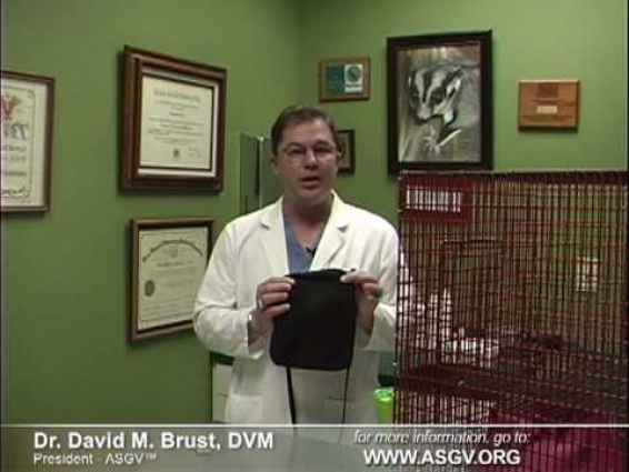 Sugar Gliders as Pets:  Vet Explains How to Pick Them Up – Part Two