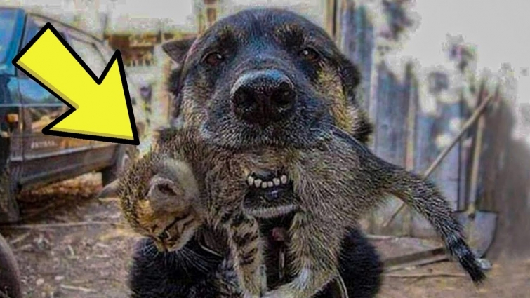 Brave Dog Rips Through Burning House To Save Kitten Friend