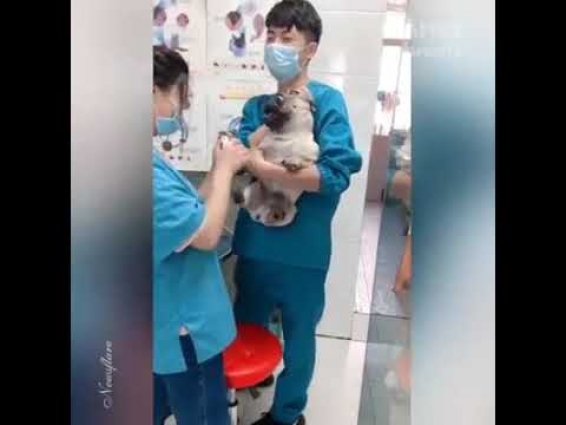 Pug screaming like a human while Veterinarian cuts Dog's (Pug) nails (Original Video from Facebook)