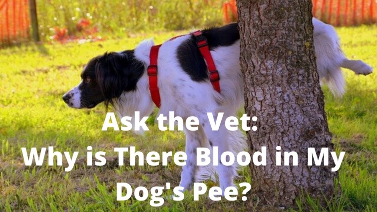 Veterinarian Discusses Causes of Blood in a Dog's Urine