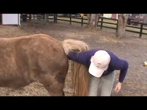So you want to be a Veterinarian    Not for the Squeamish