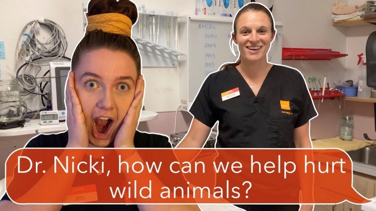You Found a Hurt Wild Animal! Now What? With Dr. Nicki, PAWS Wildlife Veterinarian |PAWS Academy #10