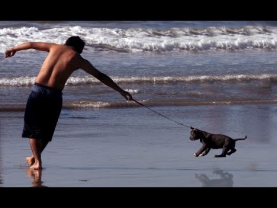 Cruel owner threw PUPPY overboard in front of MOTHER ! Emotional Moment !