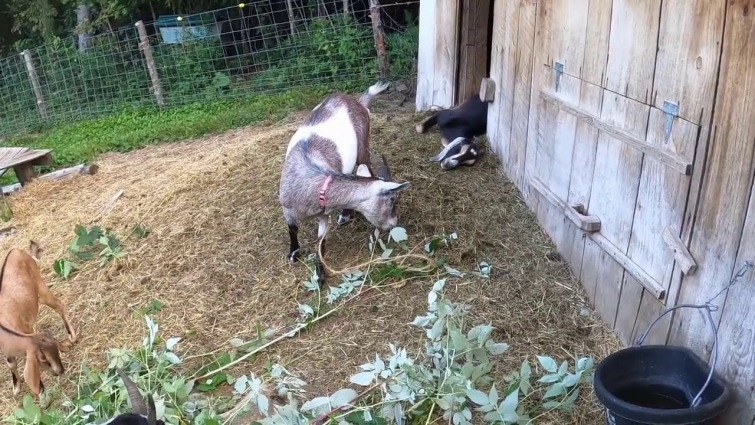 Goat Down! Farm vet emergency
