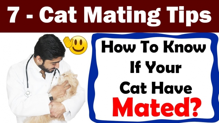 Cats and Mating || What Do You Need to Know?  || In Urdu || Vet Furqan Younas