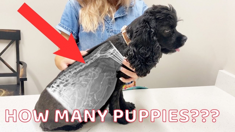 Dog Ultrasound!  How Many Puppies are we having??