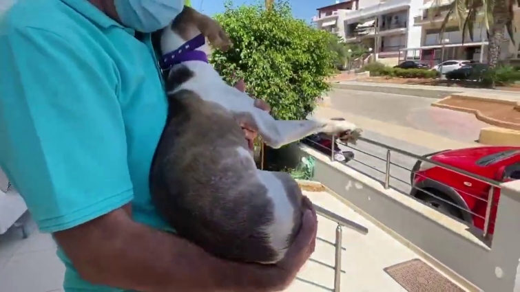 This scared dog had been hiding for days. A lady finally caught him and took him to the vet