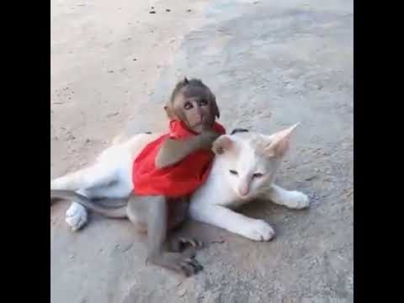Best Funny kittens – Little monkey and Cat and Bird, playing, so cute.