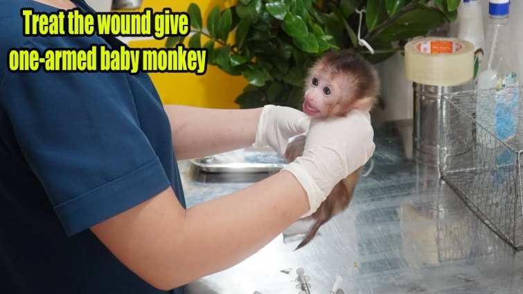 The one armed baby monkey was taken to the veterinary medical center to treat the wound