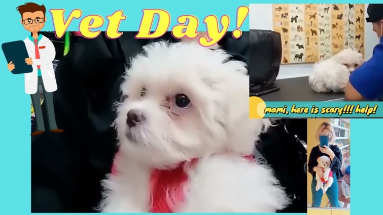 Virus Puppy Vet Day / First Vlog