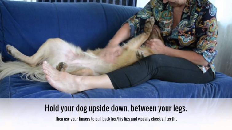 How to Check Your Dog's Teeth