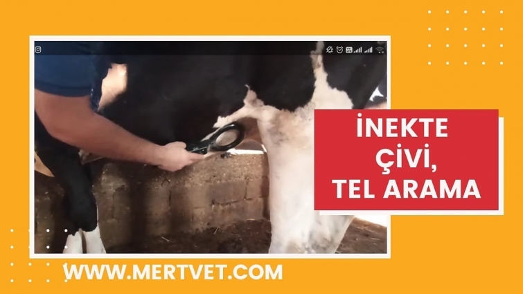 Yine ineğin Midesinde Dedektörle Çivi Aramaya Gittik Sonuç!!! #dedektör #hayvancılık #Livestock #vet