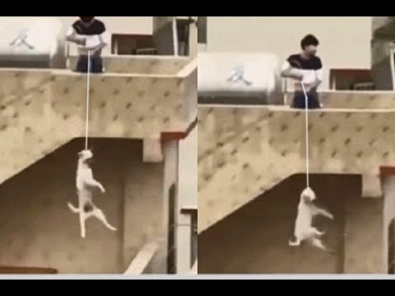 SHՕCKlNG MՕMENTS! 46 METERS! Cruel man threw dog from balcony!