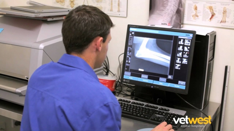 About Vetwest Animal Hospitals – Perth, Western Australia