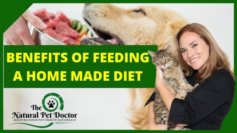 Benefits of a Home Made Diet for Your Dogs and Cats with Dr. Katie Woodley – The Natural Pet Doctor
