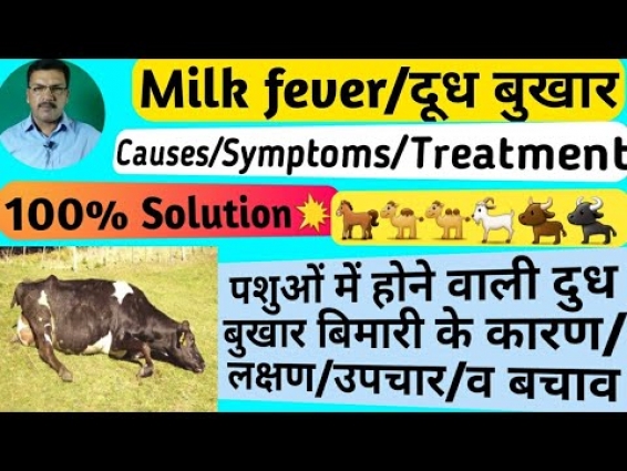 पशुओं में दूध बुखार(Milk fever) का कारण,लक्षण,उपचार व बचाव || Milk fever treatment in cattles🐃🐂🐫🐐