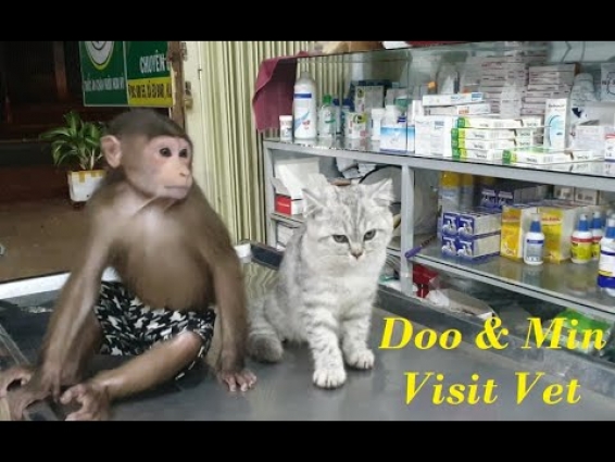 Doo And His Family Take Min To Go To The Vet