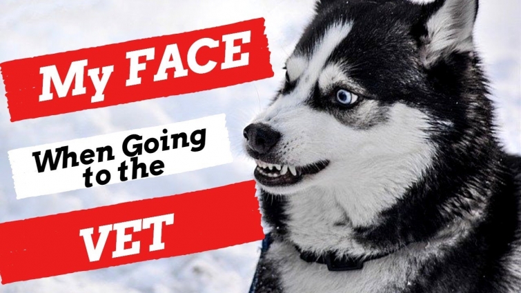 Dogs Reaction – Going to the Vet I Funny Dogs getting Injection