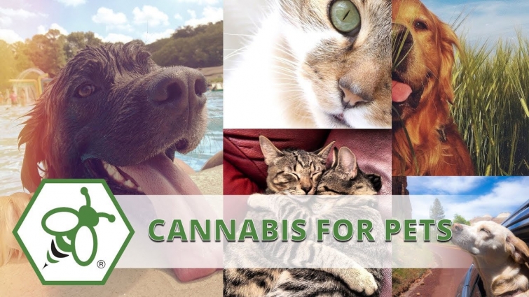 Hot to Get CBD for Pets: Veterinarians and Cannabis