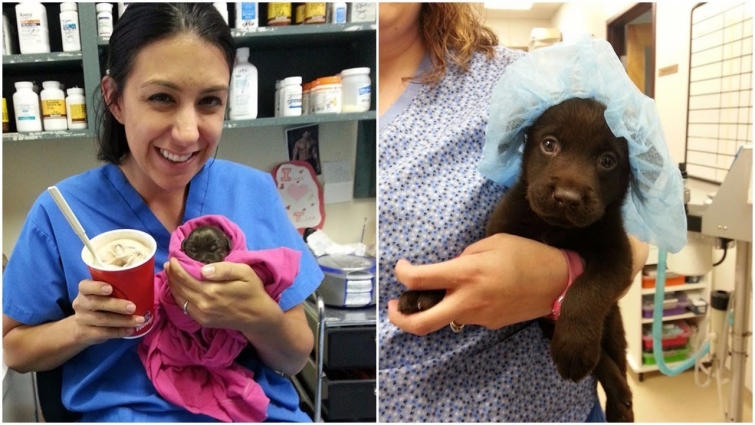 Vet rescues Chocolate Lab Puppy, From Euthanasia And Then Adopts It