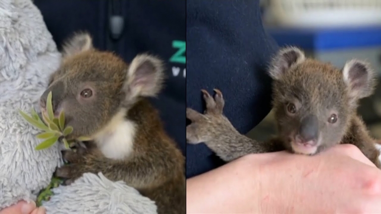 6-Month Old Koala’s Life Saved After Mom Was Killed by Dog