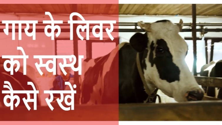 गाय के लिवर को स्वस्थ कैसे रखें | How to Keep Your Cow's Liver Healthy