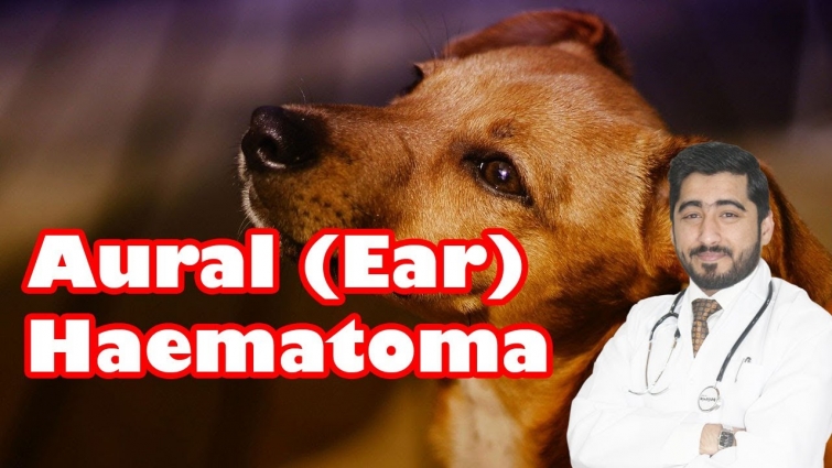 Dog Ear Swelling & Pain || Causes and Treatments || Vet Furqan Younas