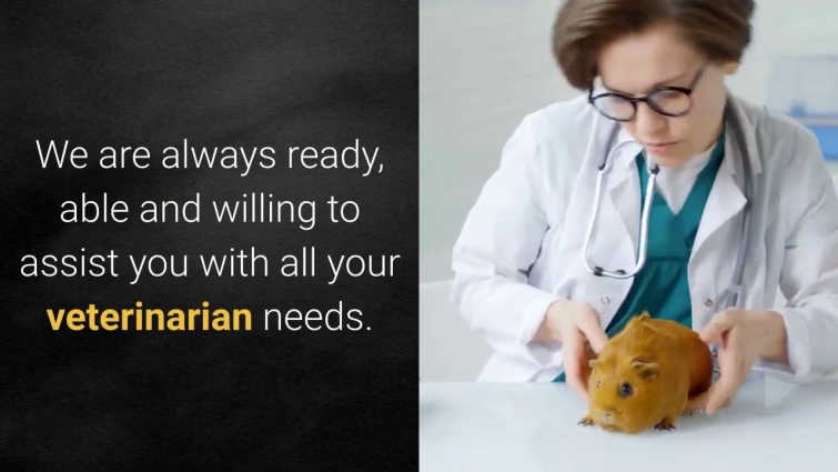 🆕24 Hour Emergency Vet Ottawa ➡ Veterinary Emergency Ottawa Must Watch!