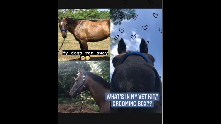 What's in my vet kit// grooming box?