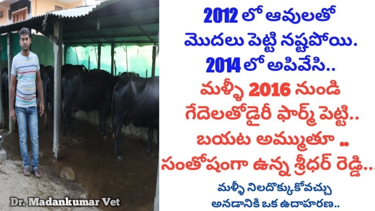 Successful Buffalo Dairy Farming | Sridher Reddy Success Story Telugu | Dr. Madankumar Vet.