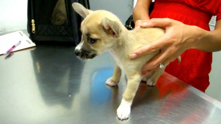 SUPER CUTE PUPPY – FIRST VET VISIT – TINY ROGI