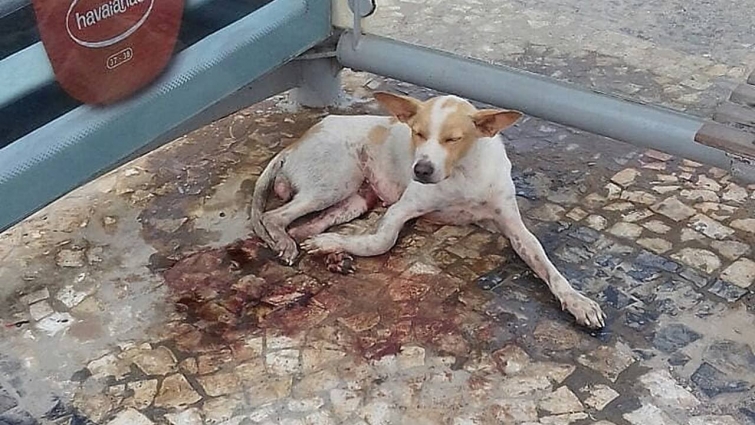 Rescue Homeless Dog Was Hit By Car In Serious Bad Condition Make Amazing Transformation!