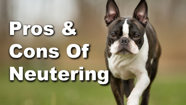 Pros & Cons Of Neutering A Male Boston Terrier – And Much More!