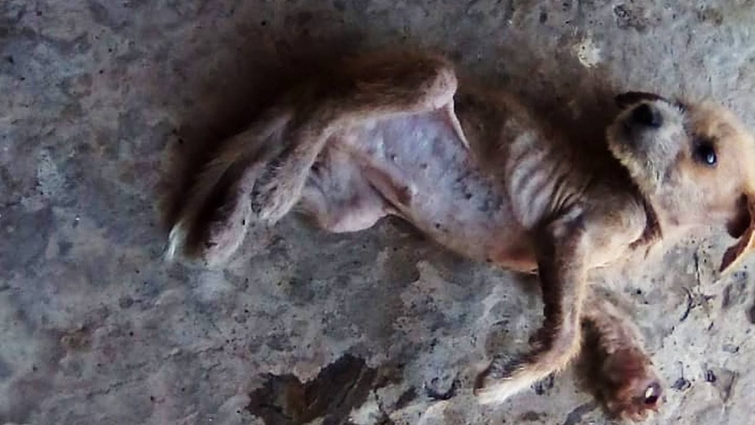 Rescue Homeless Puppy with Severely Neglect and Had Given Up Hope Gets Recovery