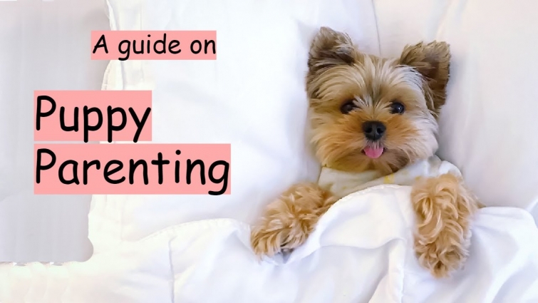 A Guide on Being A Puppy Parent!