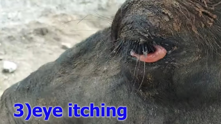 conjunctival edema or chimosis of eye in animals how vet treated/ eye problems in cattle