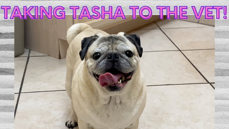 Tasha's Vet Appointment – Vlog #85