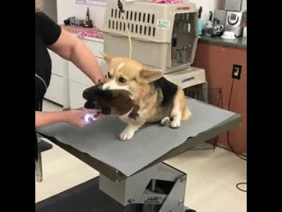 Corgi is terrified of going to the vet, so he brings his companion along for comfort