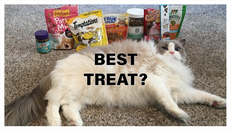 What is the Best Cat Treat? (Bracket/Contest), With Marshmallow The Cat