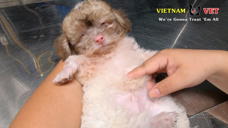 Cutest baby Poodle Puppy feeling happy with her Treatment at VET