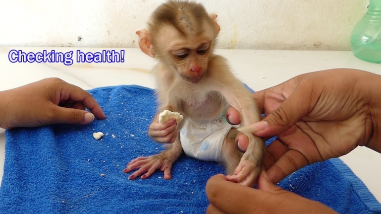 First checking health for poorest baby monkey Maki! Vet said baby monkey Maki is healthy no matter.