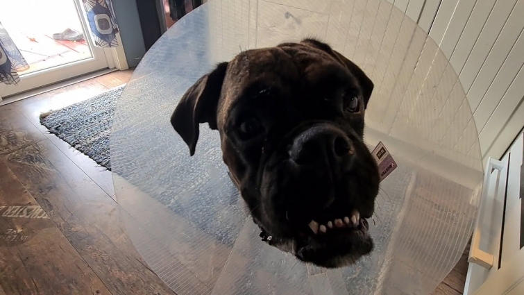UPDATE: Visited The Vet With Sammie And This Is How He's Doing Right Now!