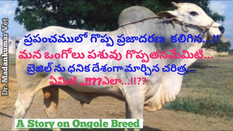 Ongole Cattle Breed | How Ongole Bull Transformed the Economy of Brazil? | Dr. Madankumar Vet